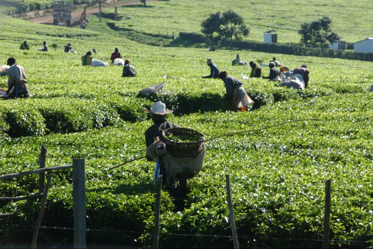 Global Tea Consumption Increased in 2020